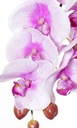 Real touch orhideja Phalaenopsis — pogled 2