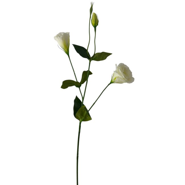 Lizijantus Neva – naravno bela, 65 cm